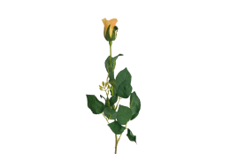 Růže žlutá 60 cm