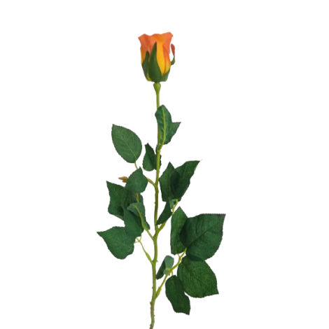 Růže
