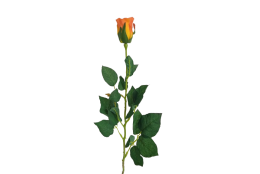 Růže oranžová 60 cm