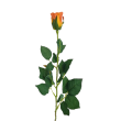 Růže