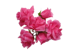 Polotovar - květy růže, 3 barvy