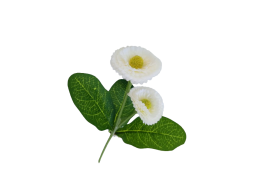 Bellis bílý 31 cm
