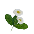 Bellis, 6 barev