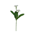 Bellis, 6 barev