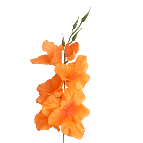 Gladiola