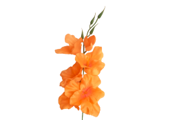 Gladiola sv. oranžová 52 cm
