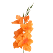Gladiola