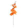 Gladiola
