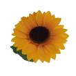 Slunečnice velká