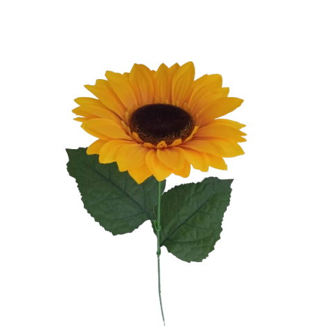 Slunečnice velká