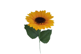 Slunečnice velká 70 cm