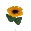 Slunečnice velká