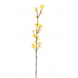 Zlatý déšť Forsythia 74 cm
