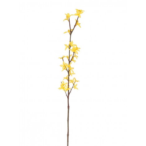 Forsythia, Zlatý déšť 74 cm