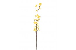 Zlatý déšť Forsythia 74 cm