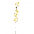 Forsythia, Zlatý déšť 74 cm