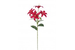 Lilie beauty, 60 cm