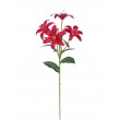 Lilie beauty, 60 cm
