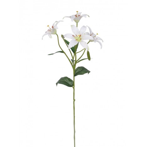 Lilie bílá, 60 cm