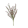 Tráva letní gypsophila vínová