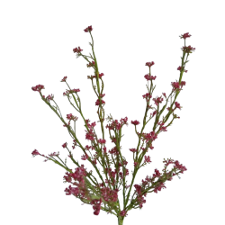 Tráva letní gypsophila vínová