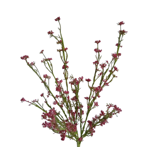 Tráva letní gypsophila vínová