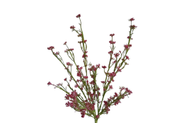 Tráva letní gypsophila vínová 46 cm
