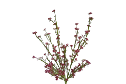 Tráva letní gypsophila vínová