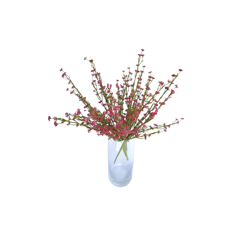 Tráva letní gypsophila vínová