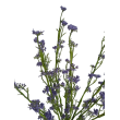 Tráva letní gypsophila fialová