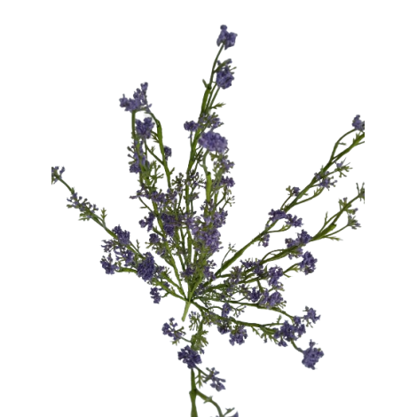 Tráva letní gypsophila fialová