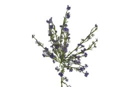 Tráva letní gypsophila fialová 46 cm