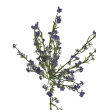 Tráva letní gypsophila fialová