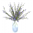 Tráva letní gypsophila fialová