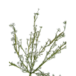 Tráva letní gypsophila bílá