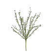 Tráva letní gypsophila bílá