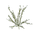 Tráva letní gypsophila bílá