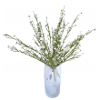 Tráva letní gypsophila bílá