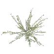 Tráva letní gypsophila bílá