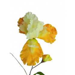 Iris žlutý 90 cm