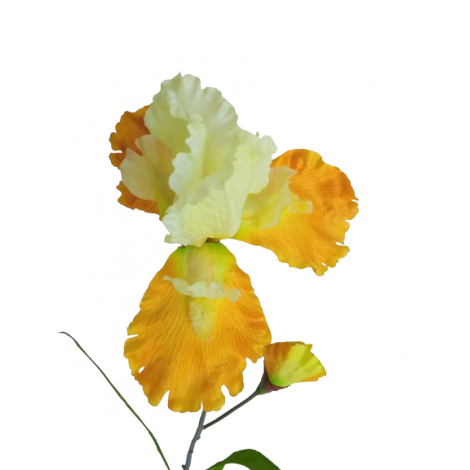 Iris  
