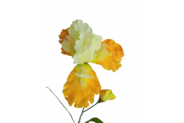 Iris žlutý 90 cm