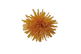 Chryzantéma jehlicová sytě žlutá vazbová Ø 16 cm