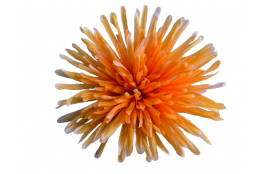 Chryzantéma jehlicová sv. oranžová vazbová Ø 16 cm