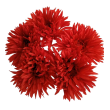 Gerbera  - krémová