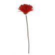 Gerbera  - krémová