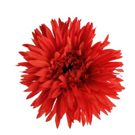 Gerbera  - krémová