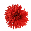 Gerbera  - krémová
