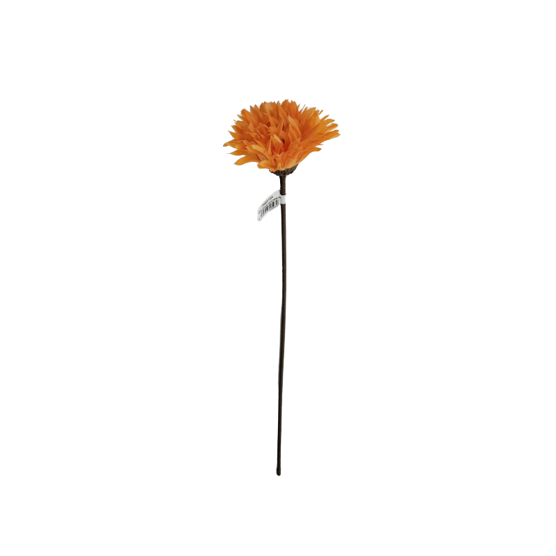 Gerbera  - krémová