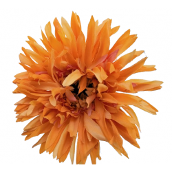 AA Gerbera žlutá 54 cm